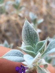 Salvia funerea