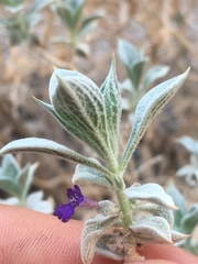 Salvia funerea