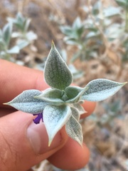 Salvia funerea