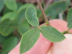 Indigofera erecta