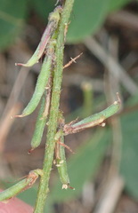 Indigofera erecta