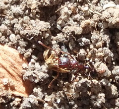 Tetramorium sericeiventre