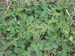 Indigofera erecta