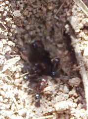 Tetramorium sericeiventre
