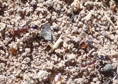 Tetramorium sericeiventre