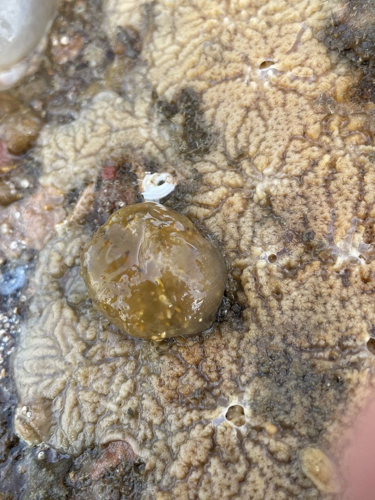 Haliclona indistincta