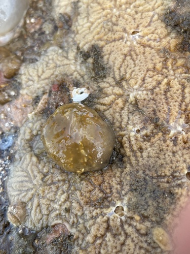 Haliclona indistincta