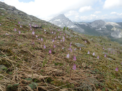 Soldanella pusilla