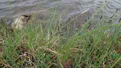 Carex rariflora