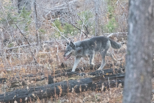 Gray Wolf photographed in Washington