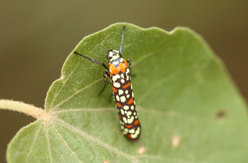 Little Cigarette Harlequin Moth photo 4
