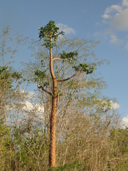 Brasiliopuntia brasiliensis
