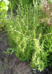 Carpacoce