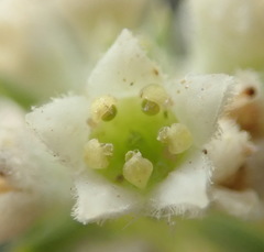 Phylica axillaris axillaris