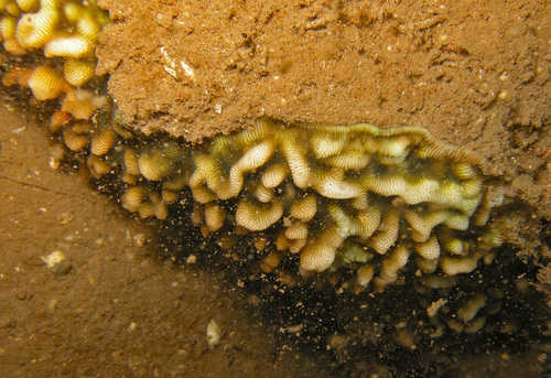 Leptoseris incrustans observed 2025-11-15