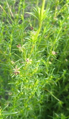 Carpacoce