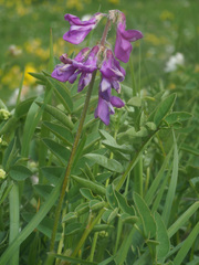 Hedysarum hedysaroides