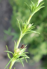Carpacoce