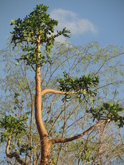 Brasiliopuntia brasiliensis