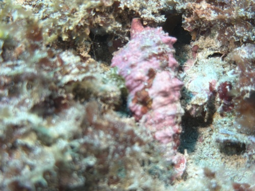 Cerithium echinatum observed 2025-11-15