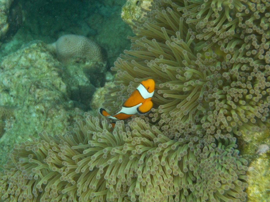 Anemone Demoiselle