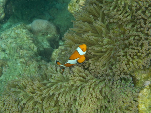 Ocellaris Anemonefish (Amphiprion ocellaris)