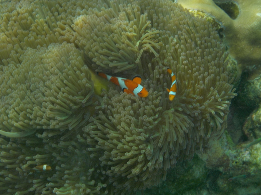 Ocellaris Anemonefish (Amphiprion ocellaris) — recorded at Hin Rap