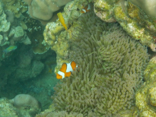 Ocellaris Anemonefish (Amphiprion ocellaris)