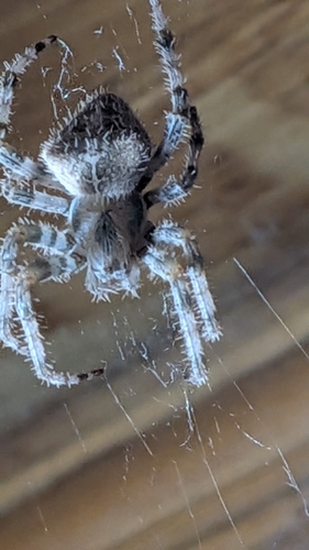 Cat-faced Orbweaver photo 5