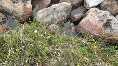 Ranunculus lapponicus