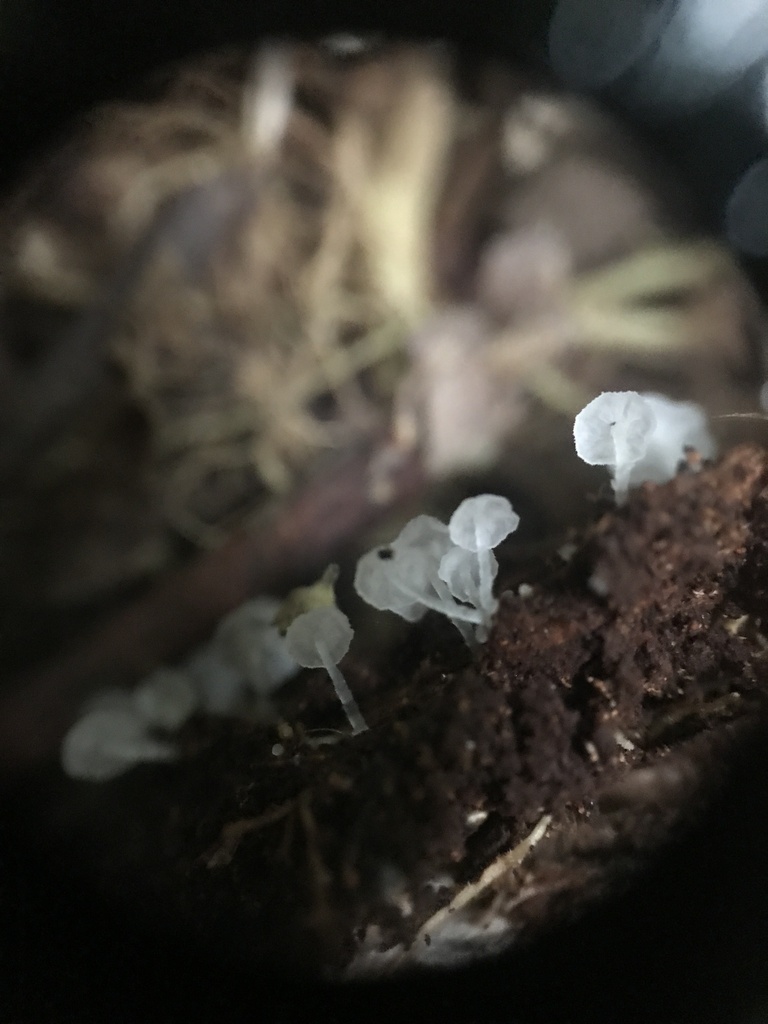 Delicatula sp. 'PR01'