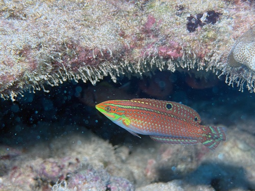 Sier-lipvis (Halichoeres ornatissimus) — Labridae