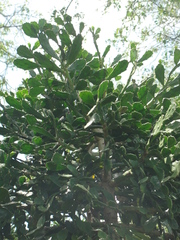 Brasiliopuntia brasiliensis