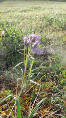 Saussurea angustifolia