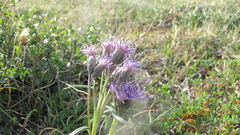 Saussurea angustifolia