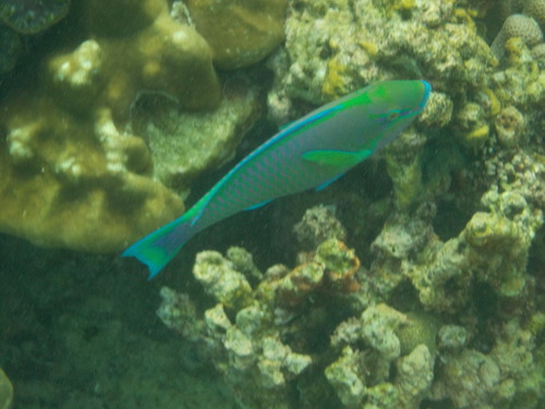 Greenhead Parrotfish — seen at this dive site