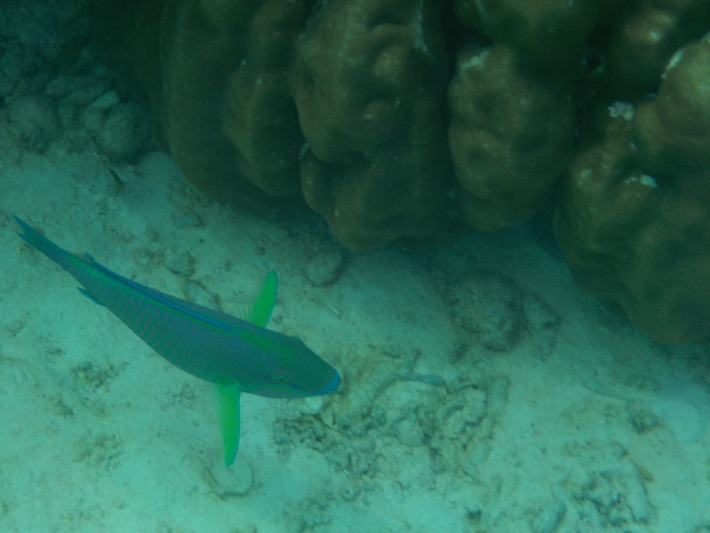 Greenhead Parrotfish (Chlorurus troschelii) — recorded at Koh Chi