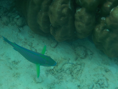 Greenhead Parrotfish (Chlorurus troschelii)