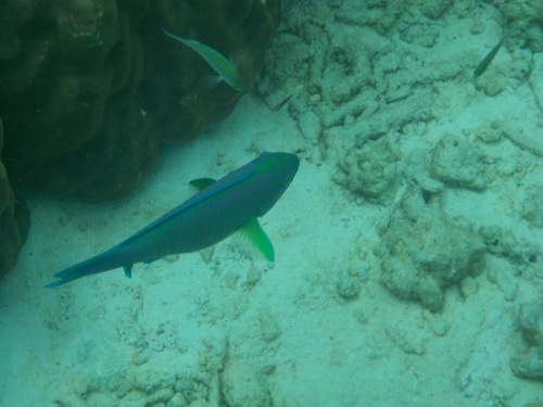 Greenhead Parrotfish (Chlorurus troschelii)
