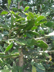 Brasiliopuntia brasiliensis
