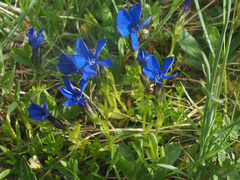 Gentiana bavarica
