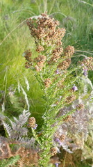 Selago villicaulis