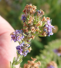 Selago villicaulis