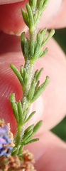Selago villicaulis