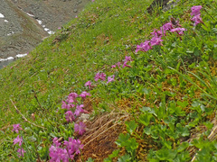 Primula integrifolia