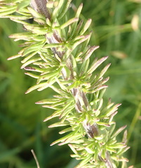 Selago villicaulis