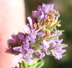 Selago villicaulis