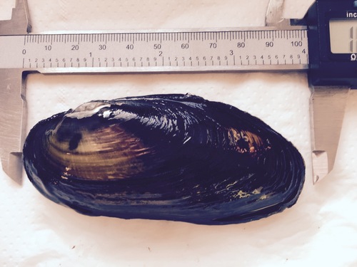 Unio elongatulus
