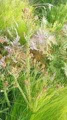 Selago villicaulis