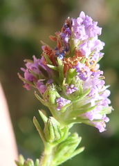 Selago villicaulis